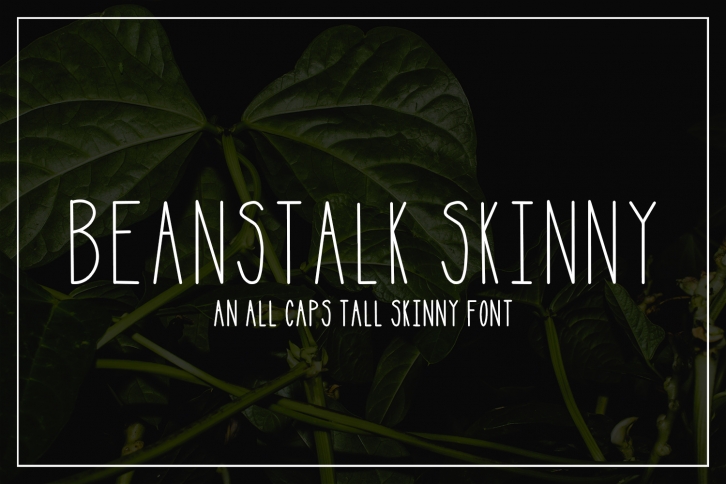 Beanstalk Skinny Font Font Download