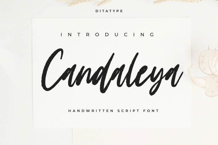 Candaleya Font Download