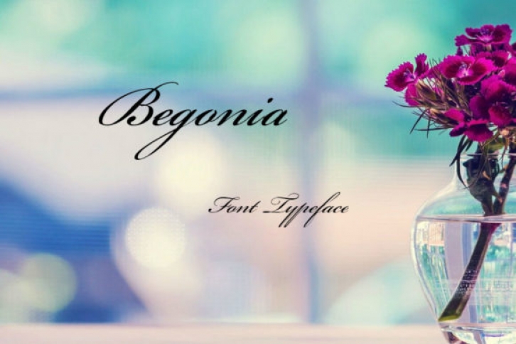 Begonia Font Download