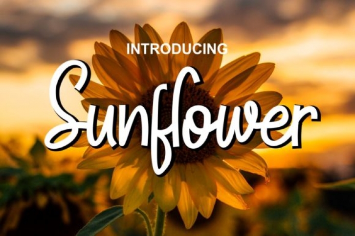 Sunflower Font Download