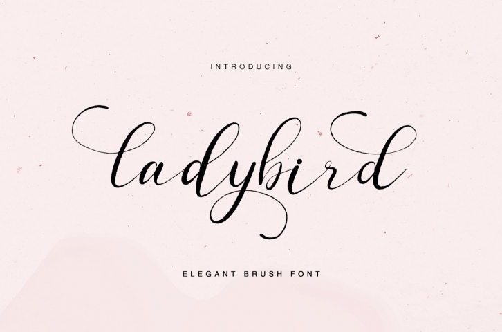 ladybird - elegant brush font Font Download