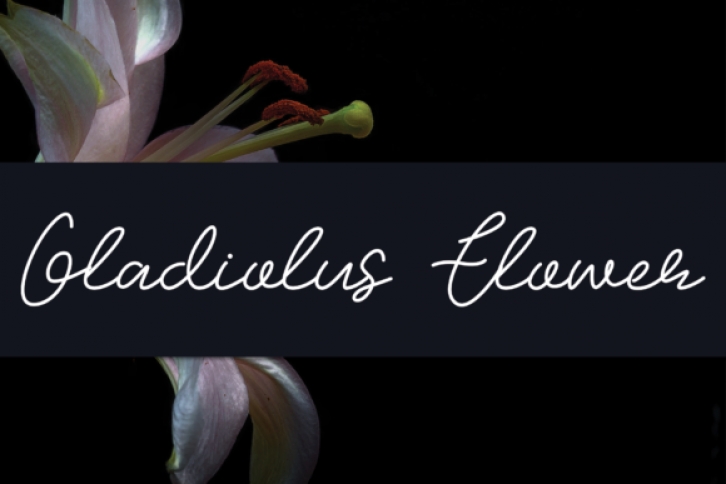 Gladiolus Flower Font Download