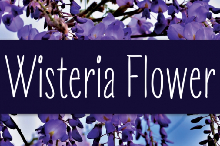Wisteria Flower Font Download