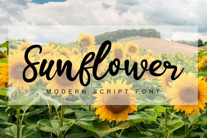 Sunflower Font Download