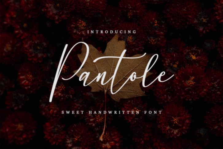 Pantole Font Download