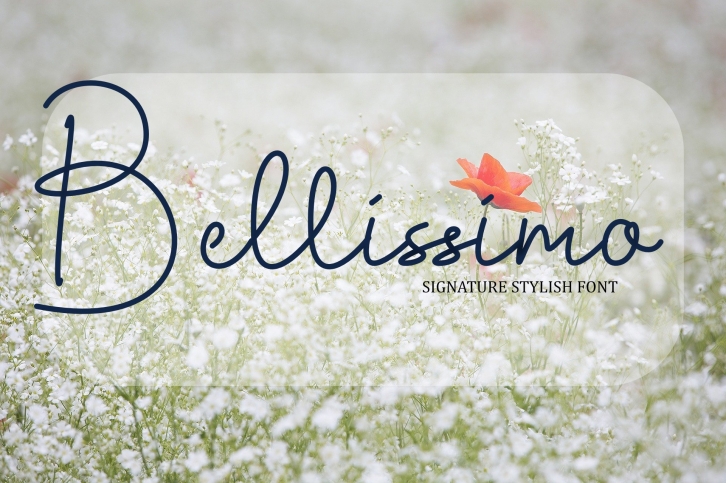 Bellissimo Font Download