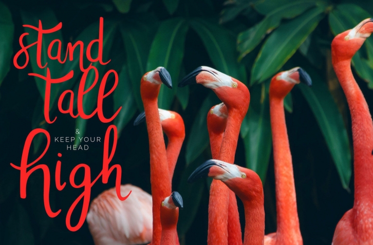 Tropicalling - A Playful Script Font Font Download