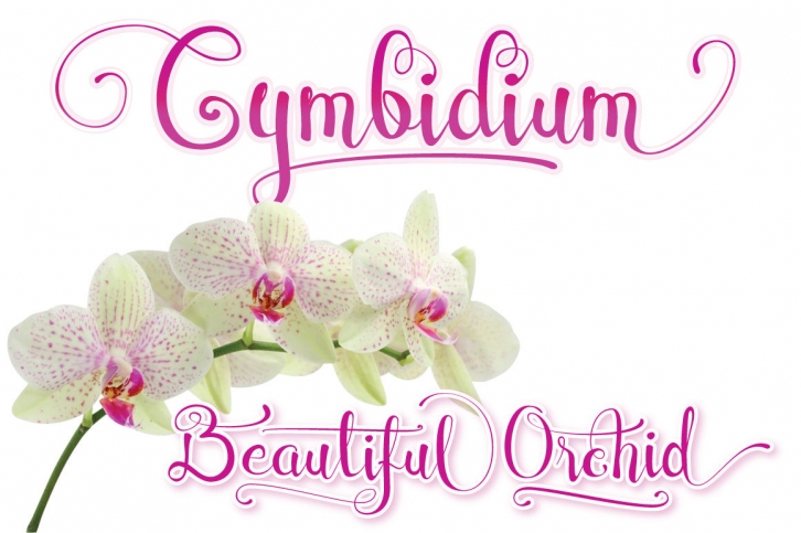 Cymbidium Script Font Download