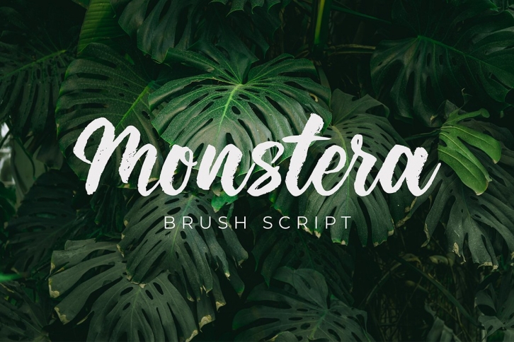 Monstera Brush Script Font Download