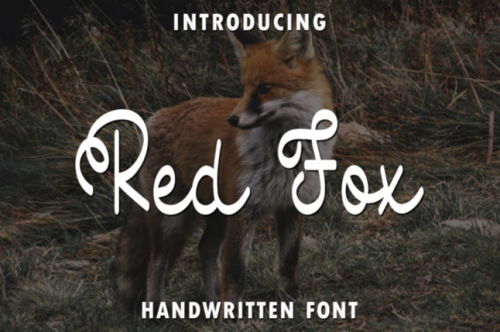 Red Fox Font Download