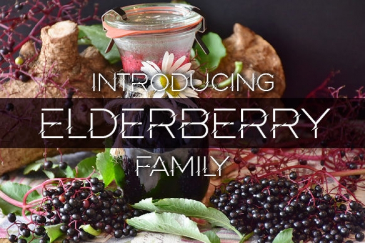 Elderberry Font Download