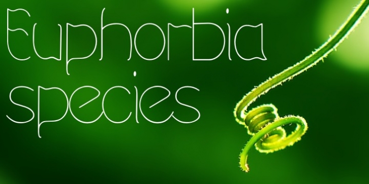 Euphorbia Species Font Download