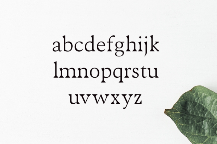 Maddex Serif Font Family Font Download
