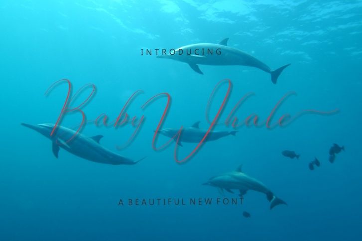 Baby Whale Font Download