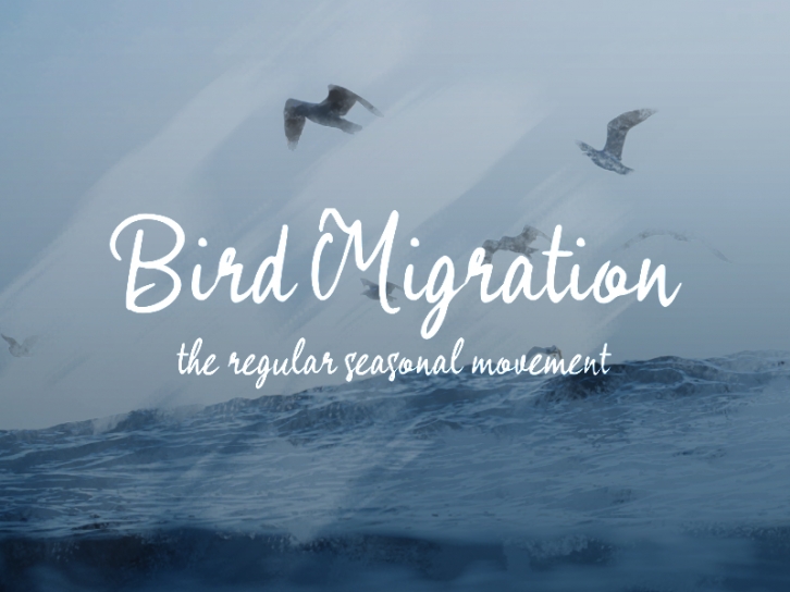 B Bird Migrati Font Download
