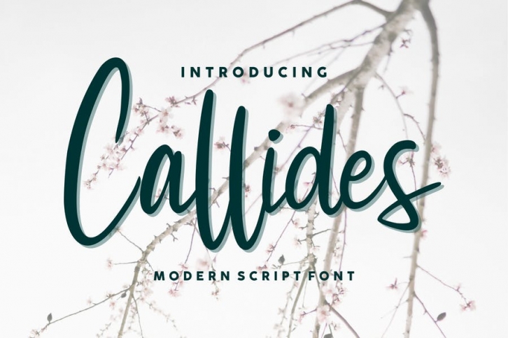 Callides Script Font Font Download