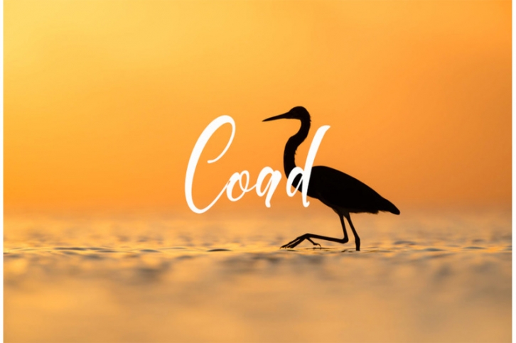 Coad Font Download