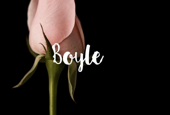 Boyle Font Download