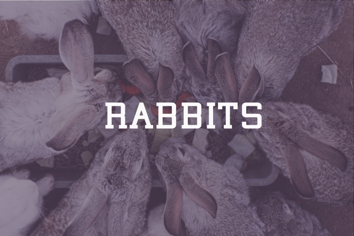 Rabbits Font Download