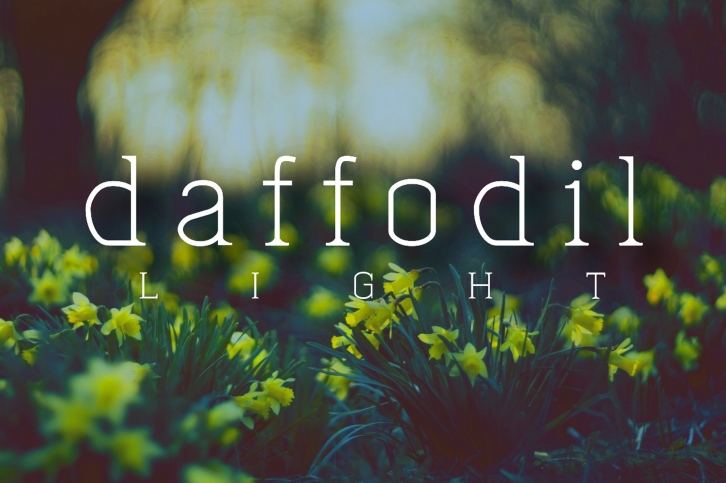 Daffofil Font Download