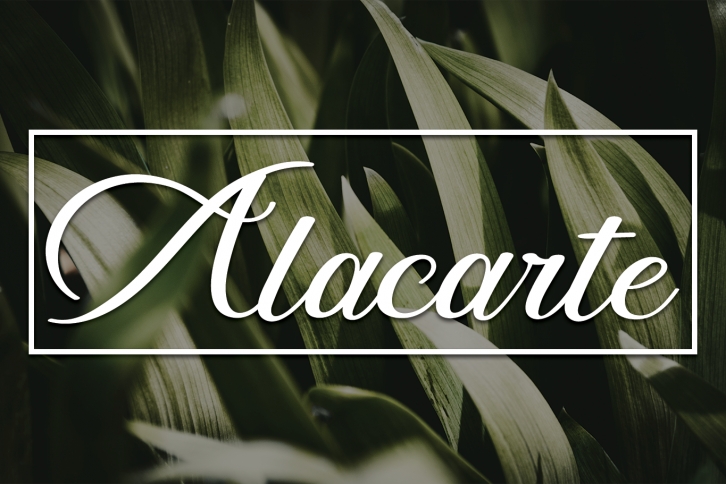 Alacarte Font Download