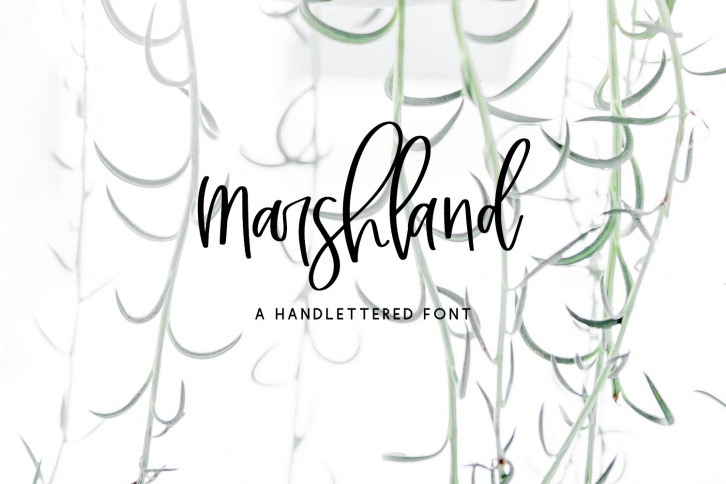 Marshland Script Font Download