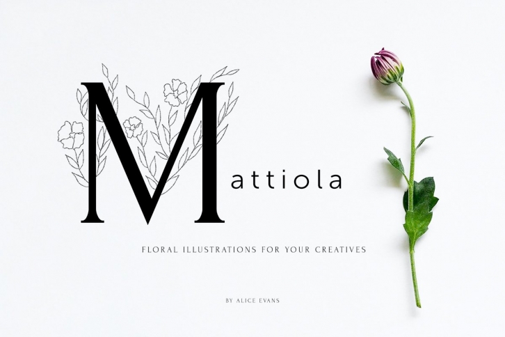 Mattiola font Floral illustrations Font Download