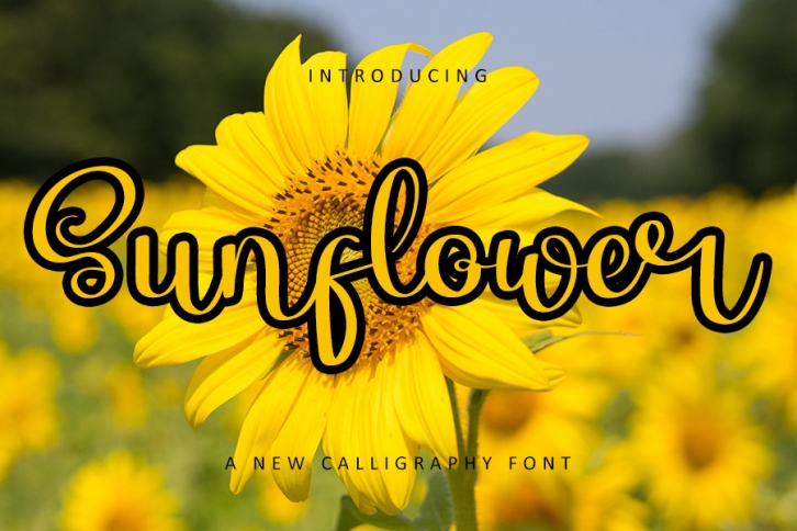 Sunflower Font Download