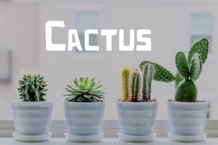 Cactus Font Font Download