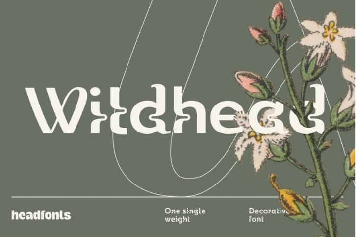 Wildhead Display Font Font Download