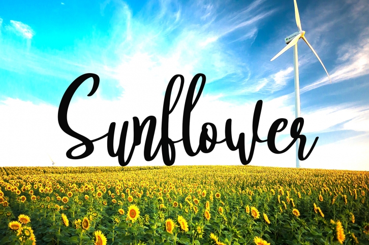 Sunflower Font Download