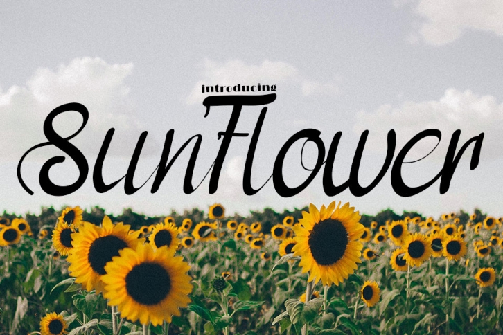 Sun Flower Font Download