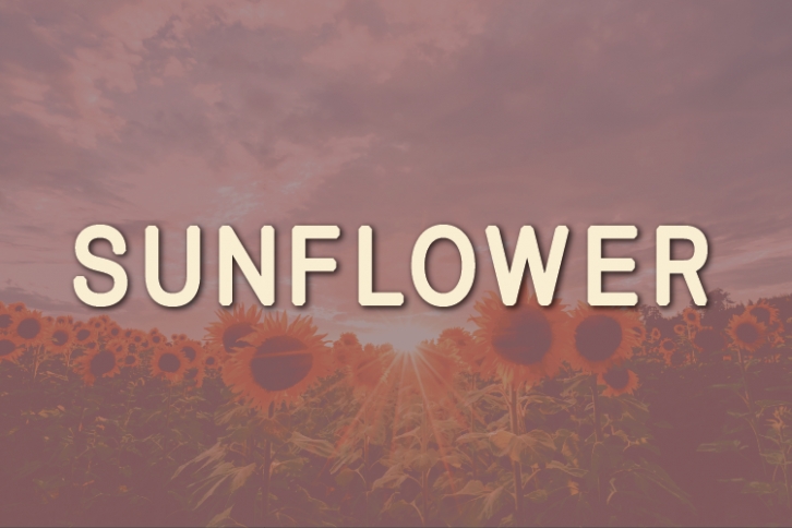 Sunflower Font Download