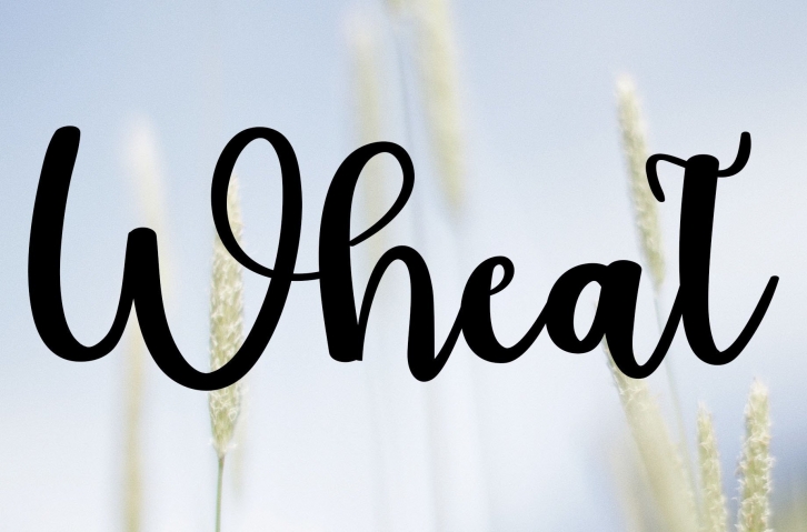 Wheat Font Download