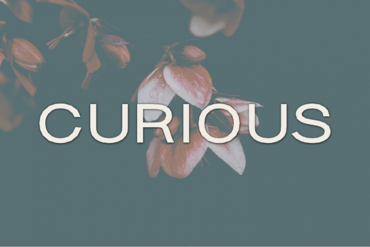 Curious Font Download