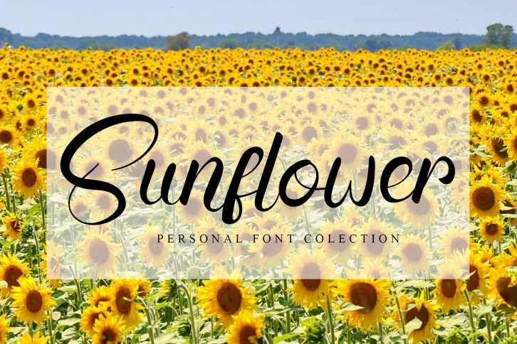 Sunflower Script Font Download