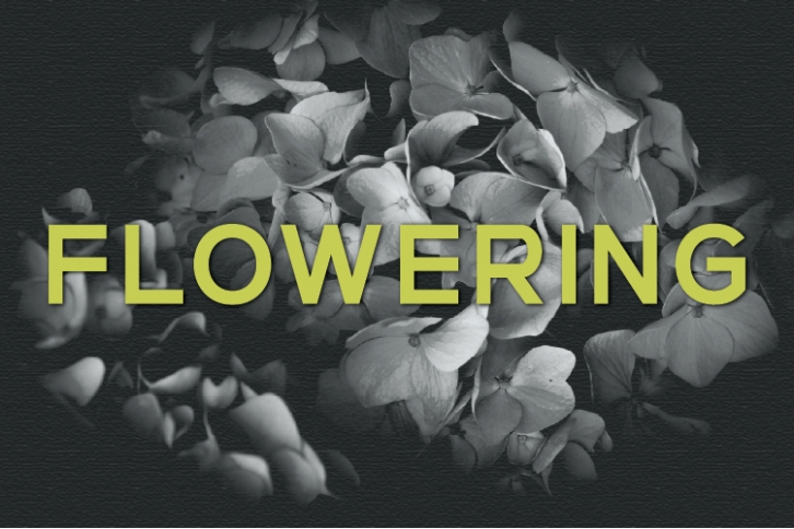 Flowering Font Download