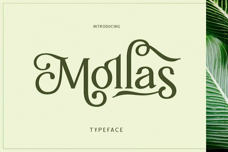 Mollas Font Download