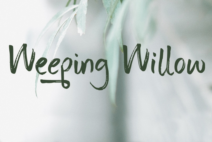 Weeping Willow Font Download