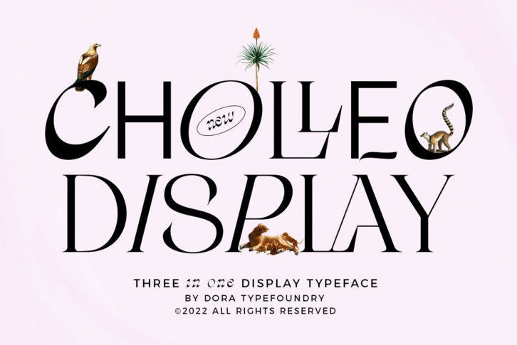 Cholleo Font Font Download