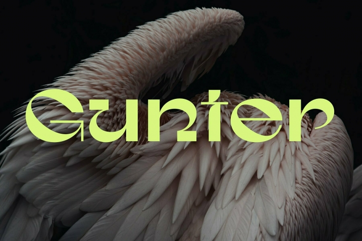 Gunter Font Font Download