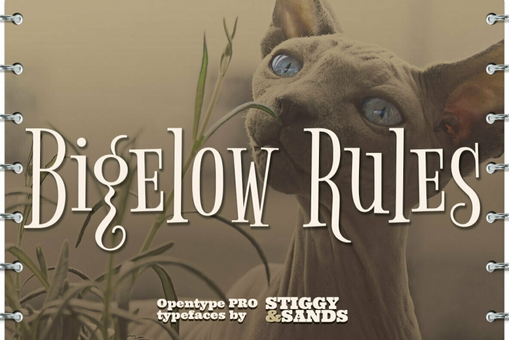 Bigelow Rules Pro Font Font Download
