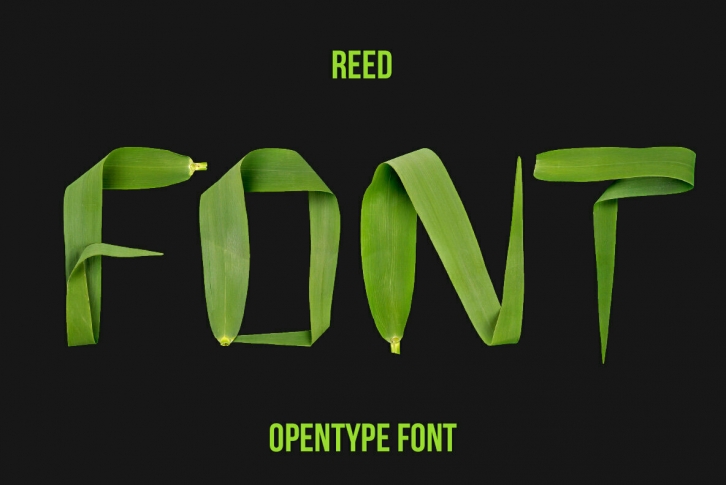 Reed SVG Font Font Download