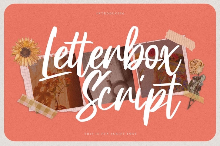 Letterbox Script - This is Fun Script Font Font Download
