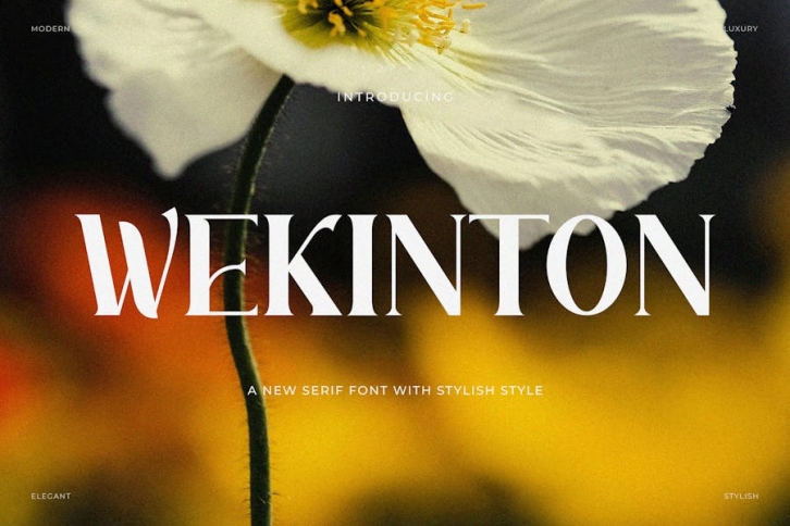 Wekinton - Stylish Serif Font Font Download