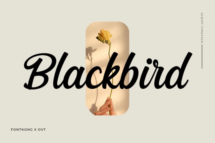 Blackbird - Script Typeface Font Download