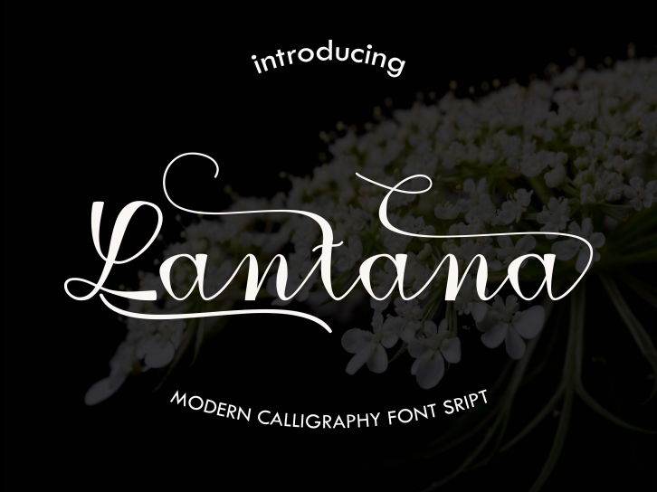 Lantana Font Download