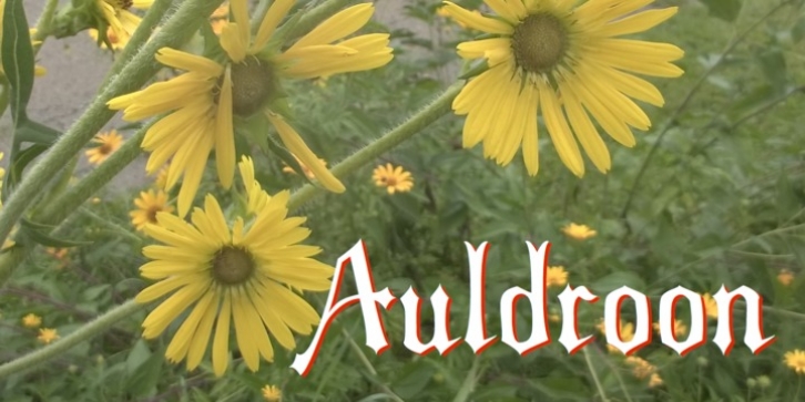Auldroon Font Download