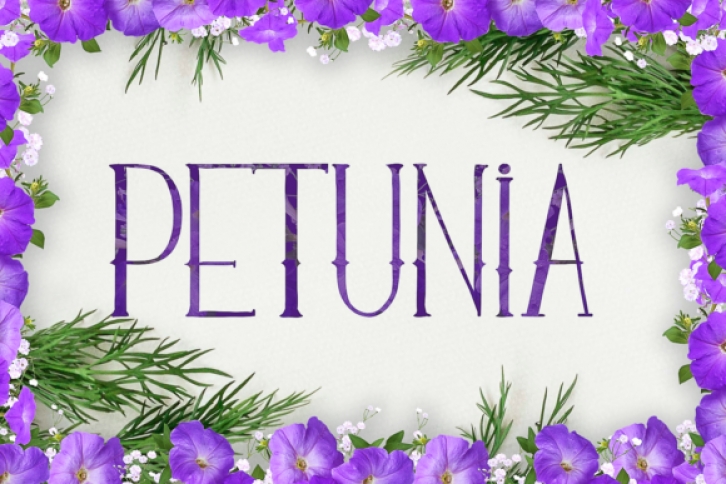 Petunia Font Download