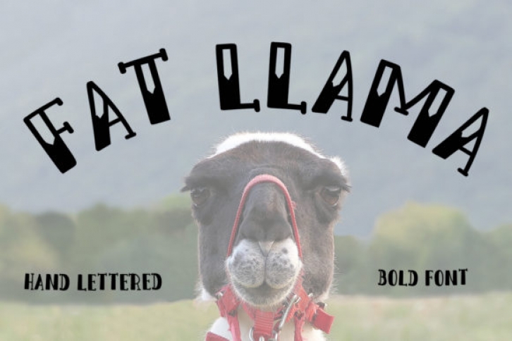 Fat Llama Font Download